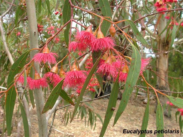 Eucalyptus leucoxylon red